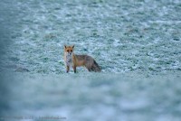 renard roux, vulpes vulpes