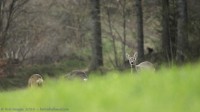 chevrettes, capreolus capreolus