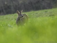 chevrette, capreolus capreolus