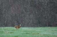 lièvre d'europe, Lepus europaeus