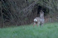 brocard, capreolus capreolus