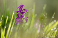 orchis mascula