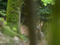 brocard, capreolus capreolus