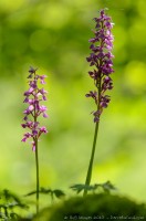 orchis mascula