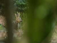 brocard, capreolus capreolus