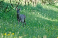 brocard, capreolus capreolus