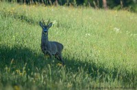 brocard, capreolus capreolus