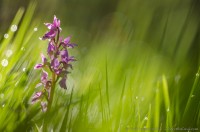 orchis mascula