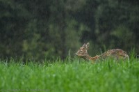 brocard, capreolus capreolus