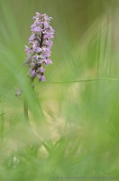 orchis mascula