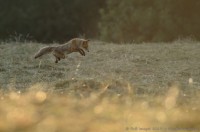 renard, vulpes vulpes