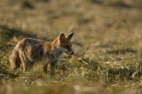 renard, vulpes vulpes