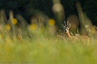 Brocard, Capreolus capreolus