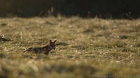 renard, vulpes vulpes