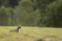 Chat Forestier, Felis Silvestris Silvestris