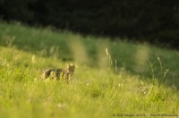 Chat Forestier, Felis silvestris silvestris