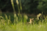 Chat Forestier, Felis Silvestris Silvestris