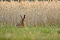 Lièvre d'Europe (Lepus europaeus)