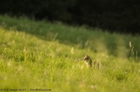 Chat Forestier, Felis silvestris silvestris