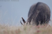 Chamois, Rupicapra rupicapra : Sigma 500mm, 1/200, f/4.5, 2800 iso